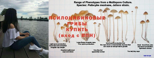 мдпв Белокуриха
